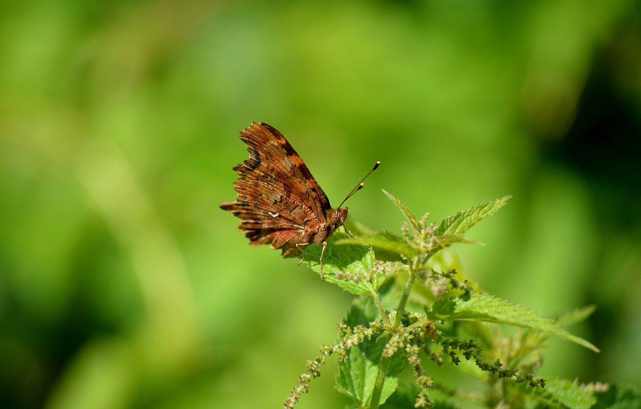 Eve Door and Window sensor reageert niet via Matter